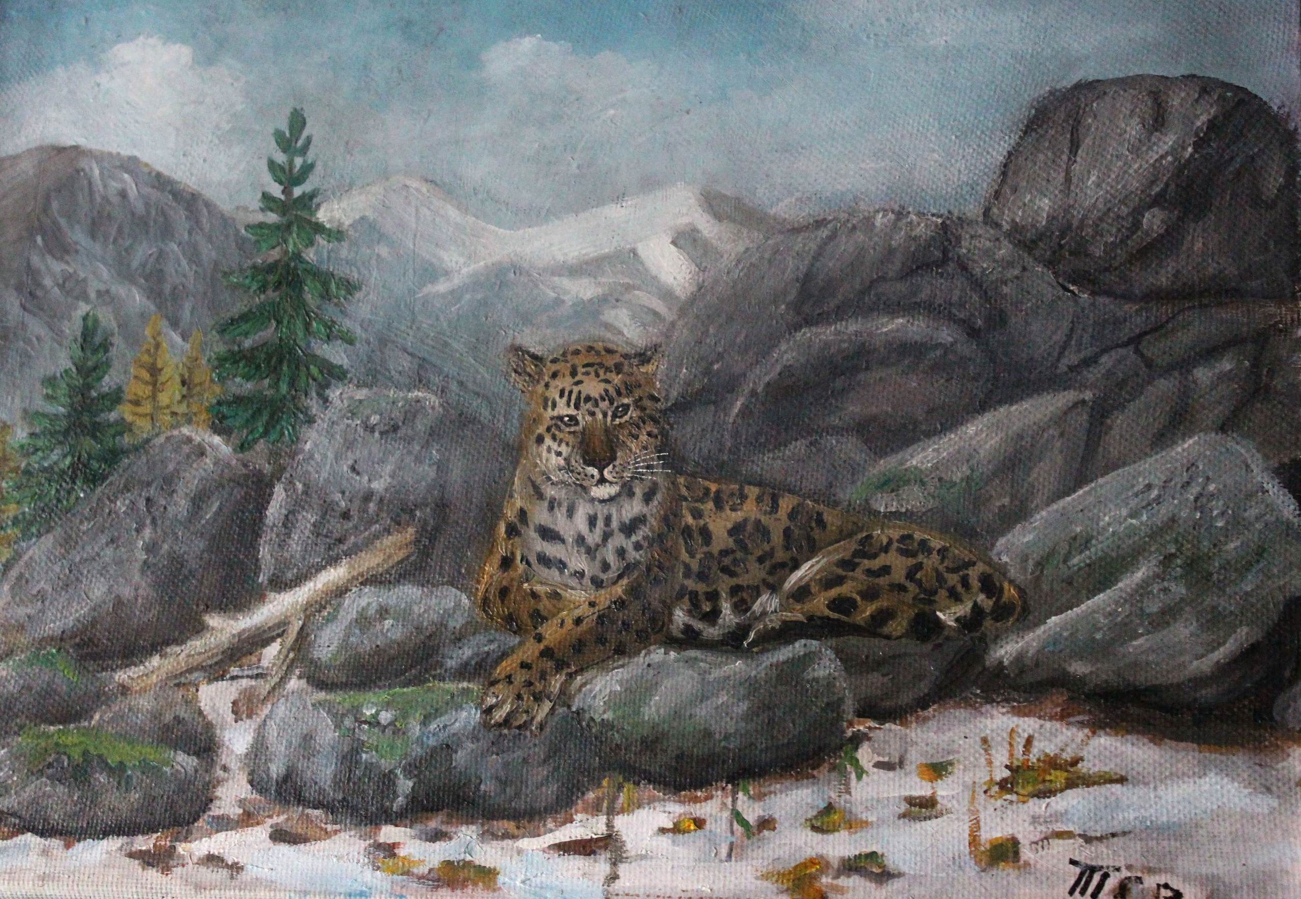 Дальневосточный леопард для срисовки