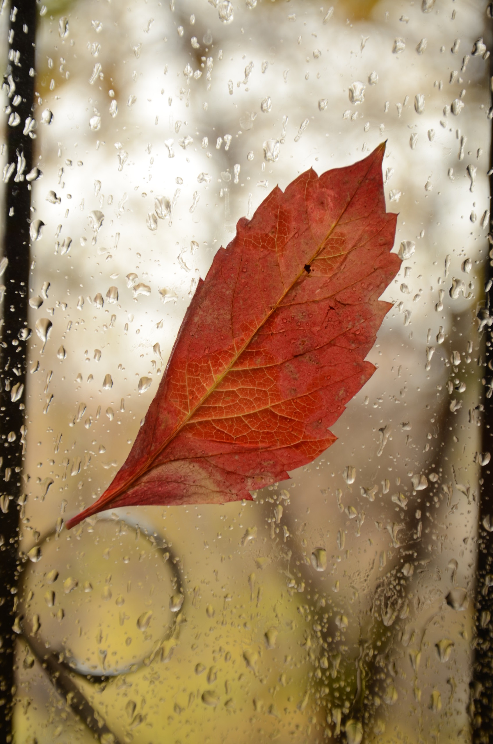 Осенний мотив дождик