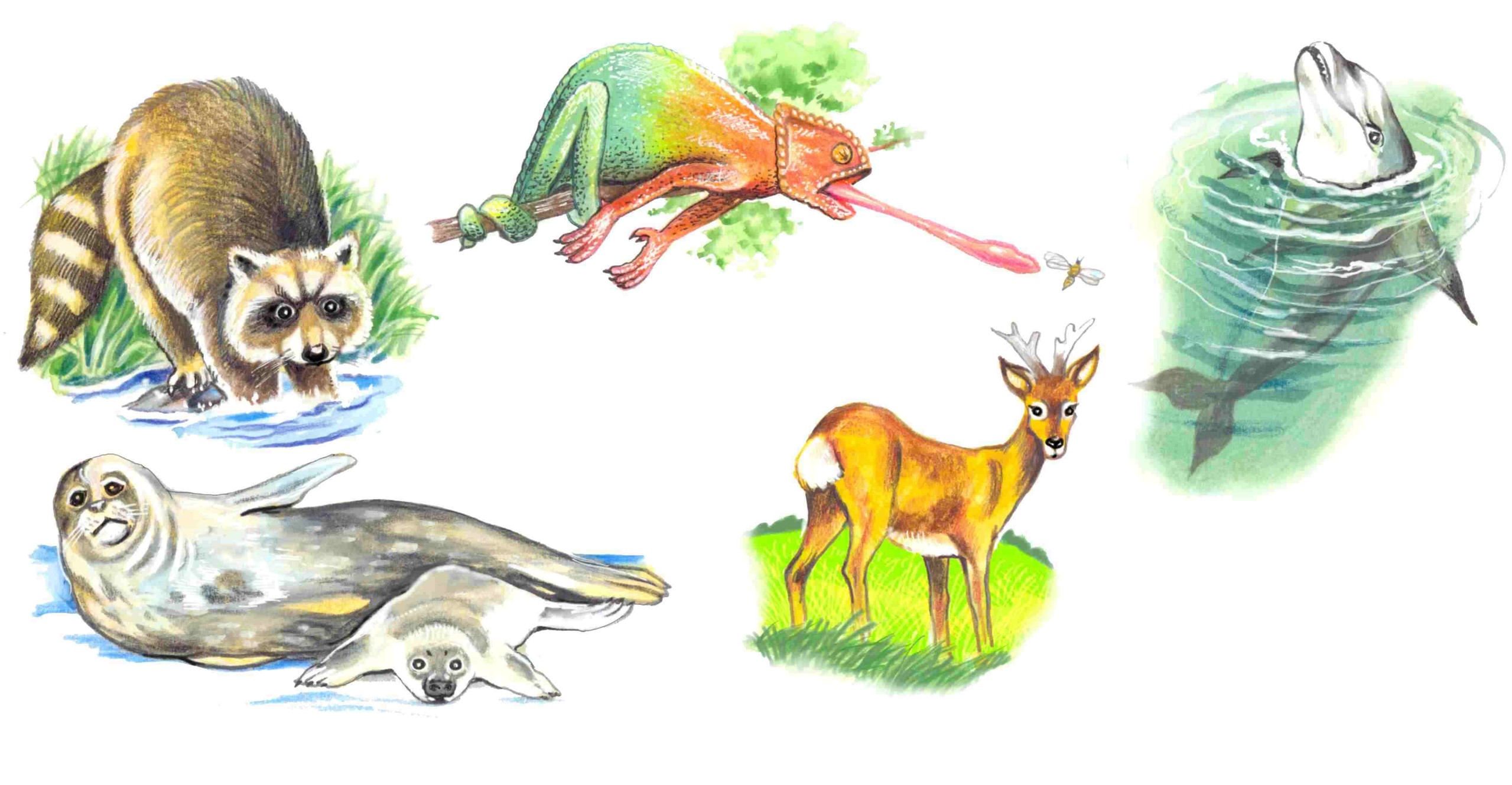 Рисунок представители животного мира